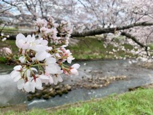 吉野瀬川の桜