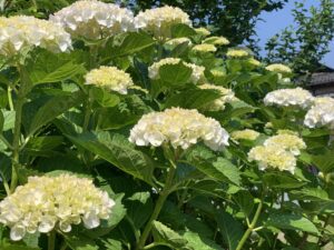 事務所の紫陽花